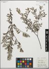 Foto von Salix repens subsp. repens L.